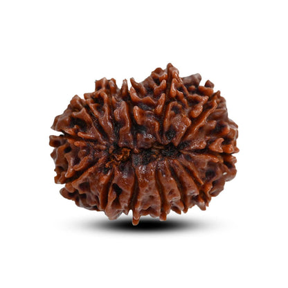 13 Mukhi Rudraksha (Nepal) 27.2 M.M.