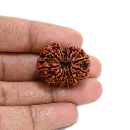 13 Mukhi Rudraksha (Nepal) 27.2 M.M.