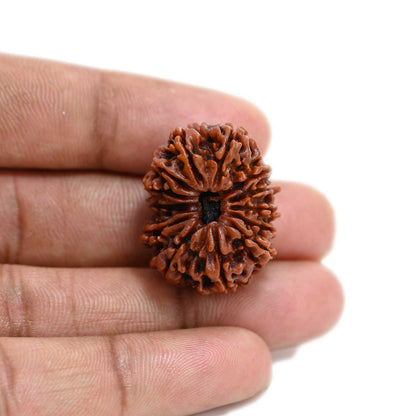 13 Mukhi Rudraksha (Nepal) 27.2 M.M.