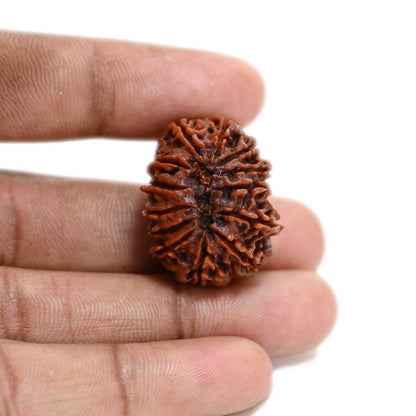 13 Mukhi Rudraksha (Nepal) 27.2 M.M.