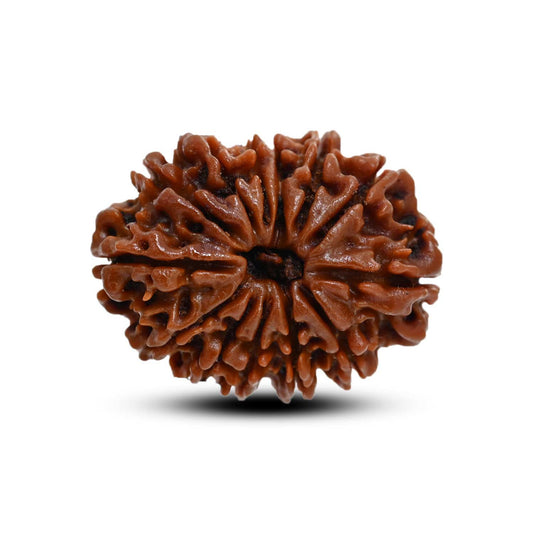 13 Mukhi Rudraksha (Nepal) 27.38 M.M.