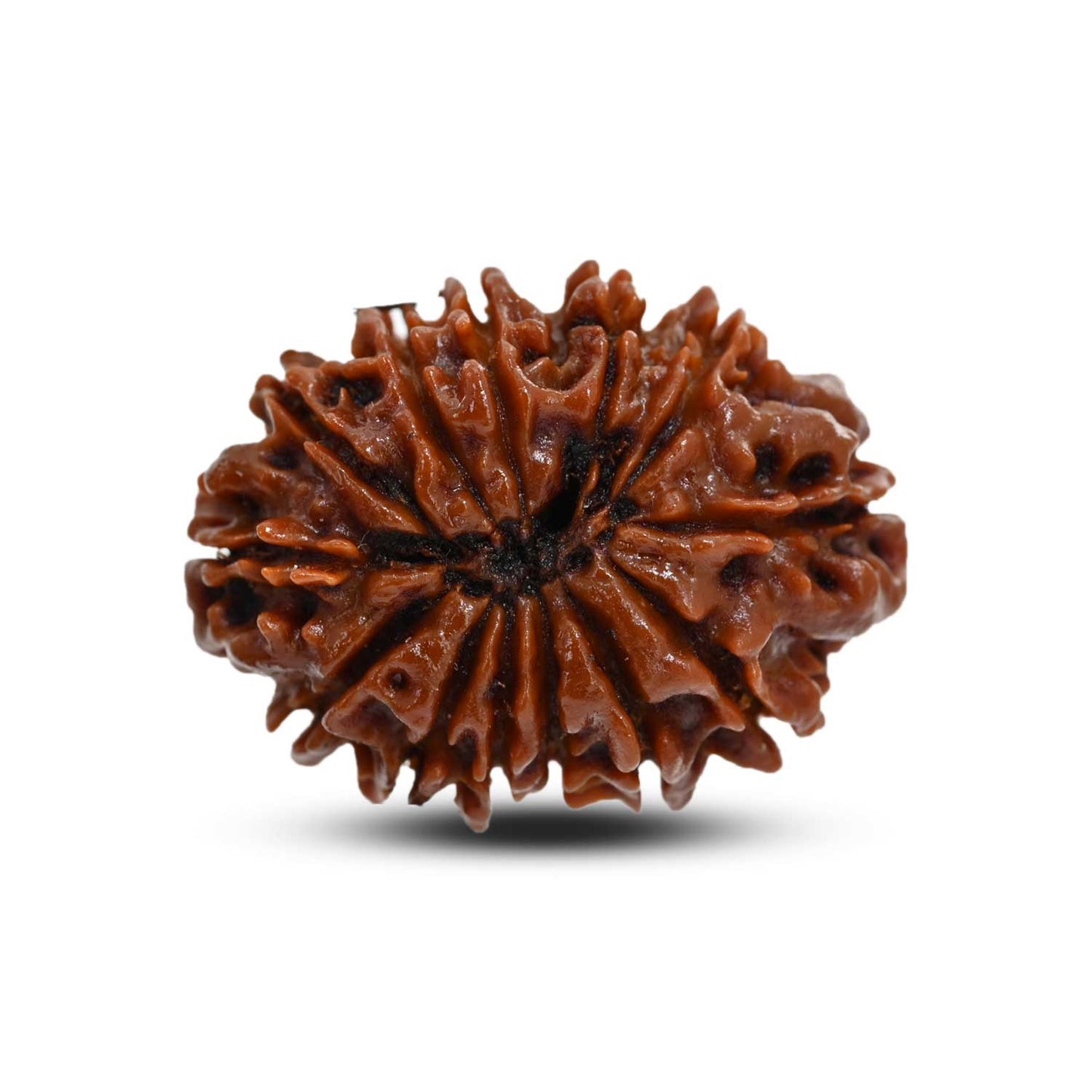 13 Mukhi Rudraksha (Nepal) 27.38 M.M.