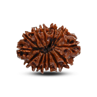 13 Mukhi Rudraksha (Nepal) 27.38 M.M.