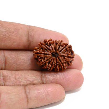 13 Mukhi Rudraksha (Nepal) 27.38 M.M.