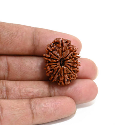 13 Mukhi Rudraksha (Nepal) 27.38 M.M.