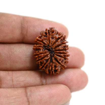 13 Mukhi Rudraksha (Nepal) 27.38 M.M.