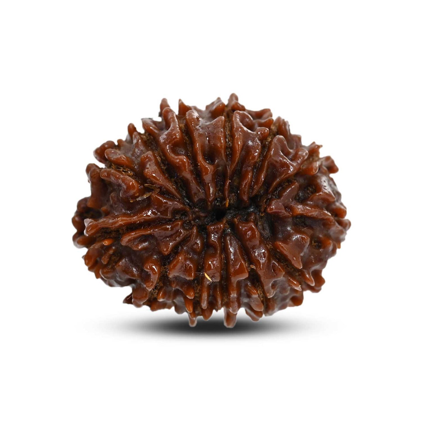 13 Mukhi Rudraksha (Nepal) 25.28 M.M.