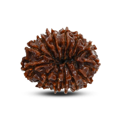 13 Mukhi Rudraksha (Nepal) 25.28 M.M.