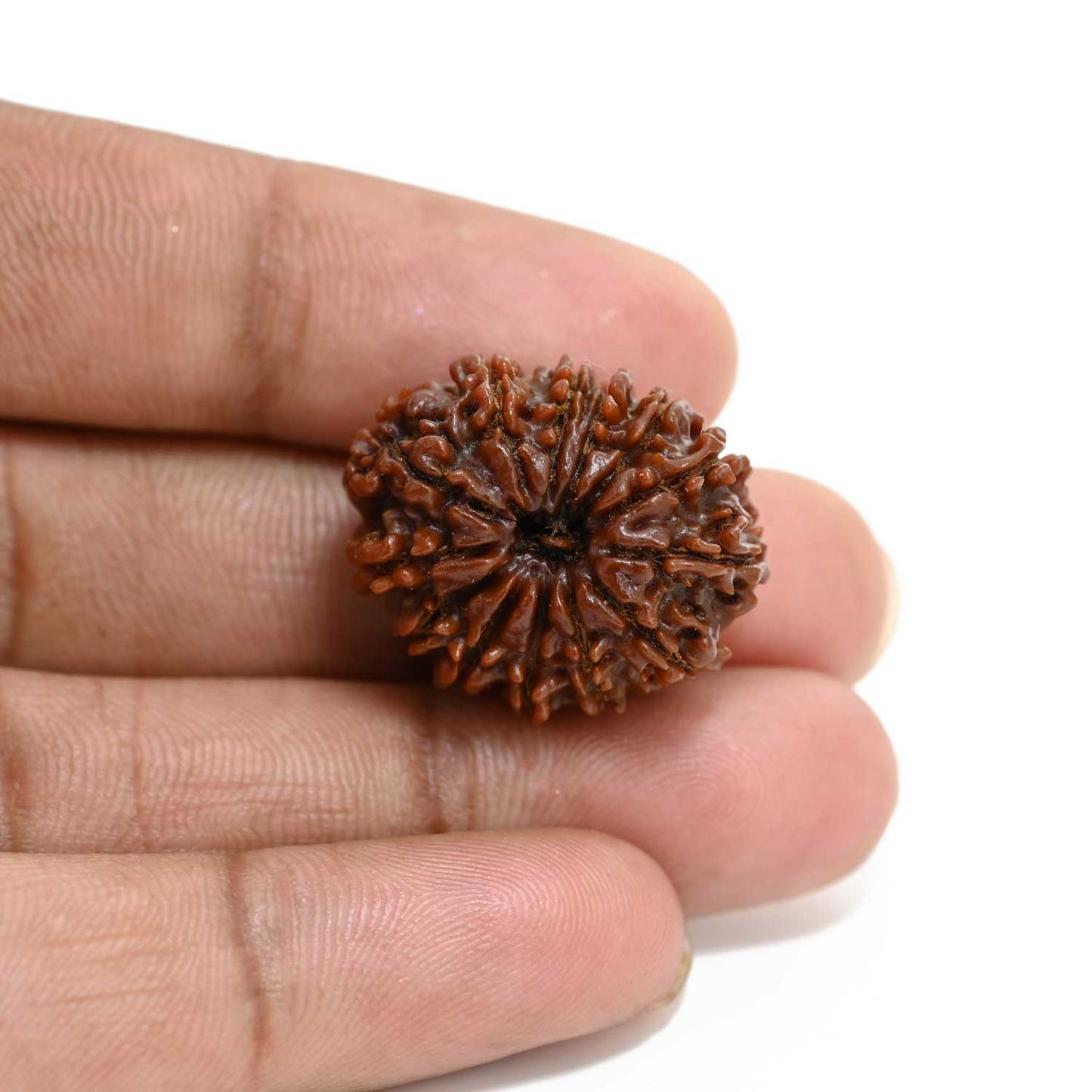 13 Mukhi Rudraksha (Nepal) 25.28 M.M.