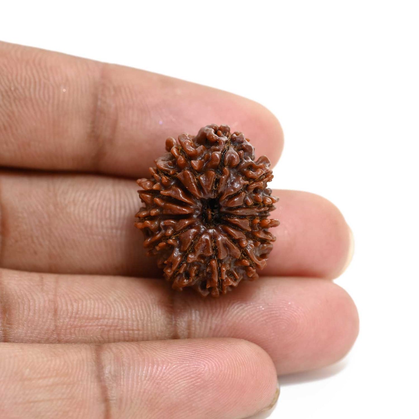 13 Mukhi Rudraksha (Nepal) 25.28 M.M.