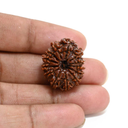 13 Mukhi Rudraksha (Nepal) 25.28 M.M.