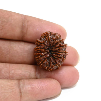 13 Mukhi Rudraksha (Nepal) 25.28 M.M.