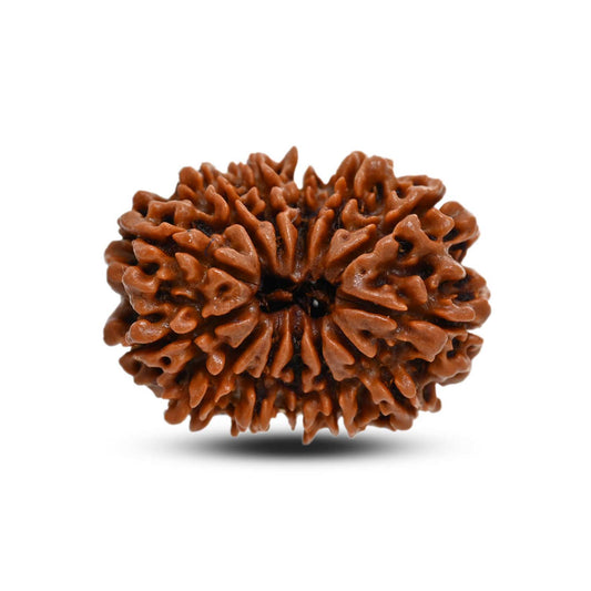 13 Mukhi Rudraksha (Nepal) 29.07 M.M.