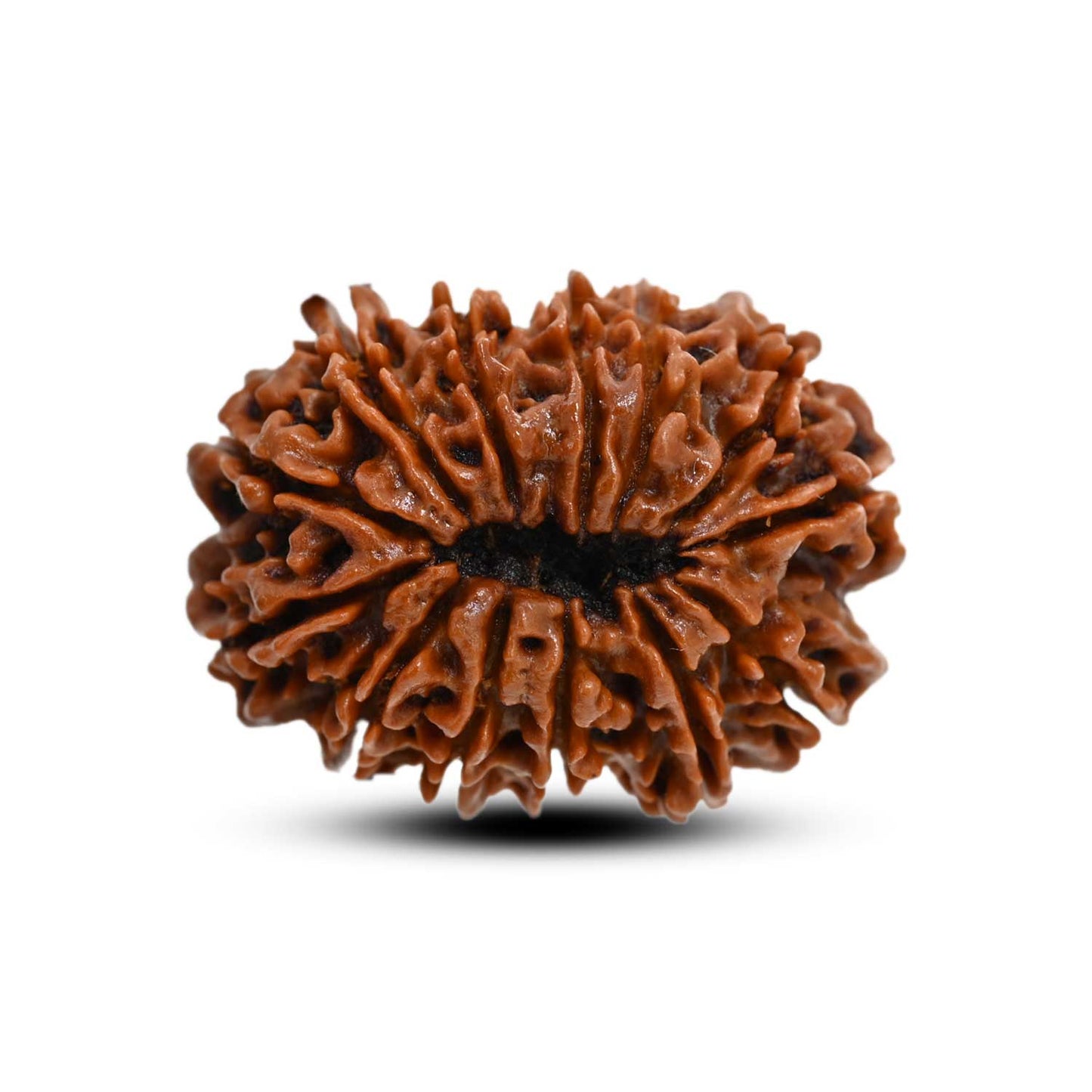 13 Mukhi Rudraksha (Nepal) 29.07 M.M.