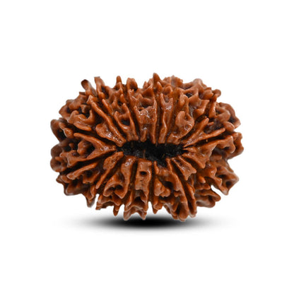 13 Mukhi Rudraksha (Nepal) 29.07 M.M.