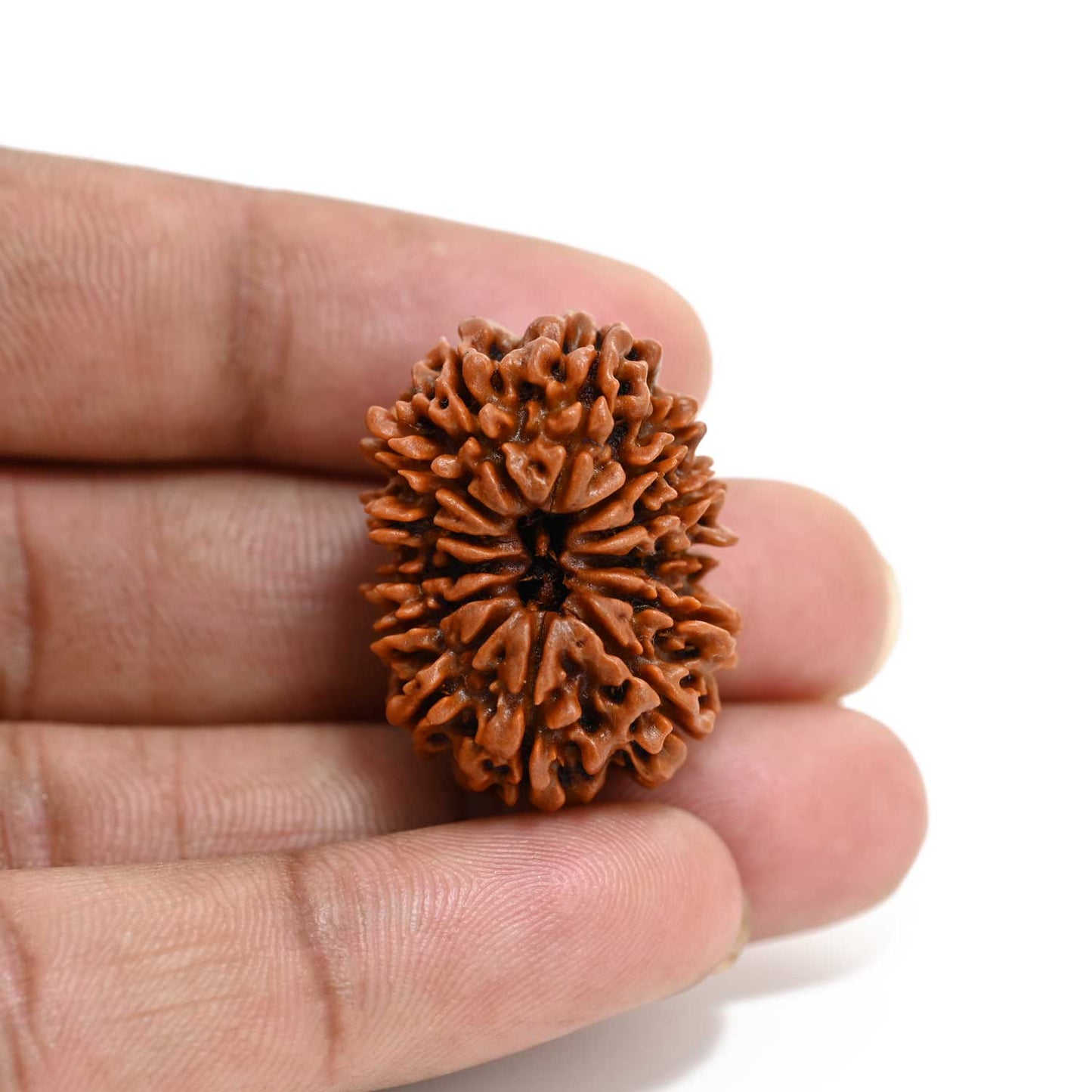13 Mukhi Rudraksha (Nepal) 29.07 M.M.