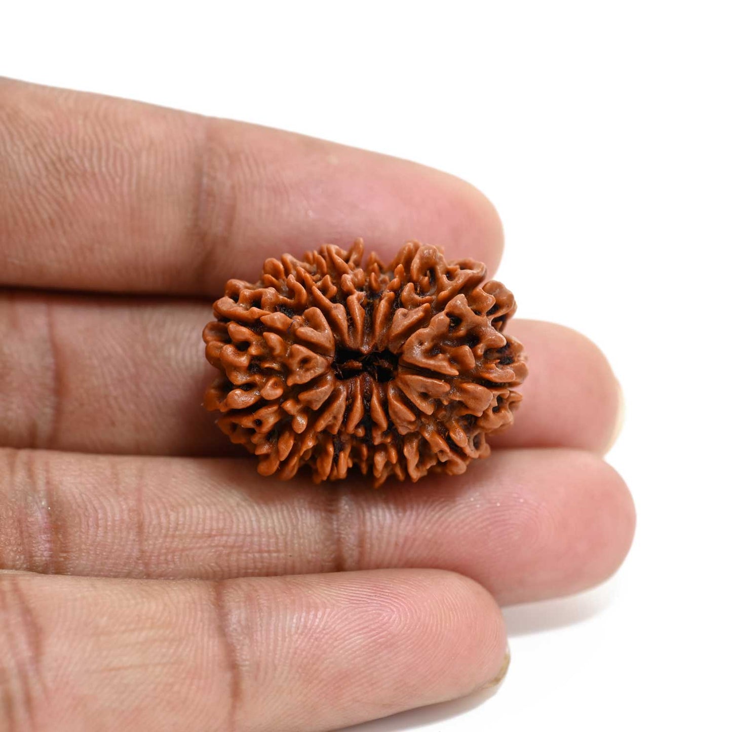 13 Mukhi Rudraksha (Nepal) 29.07 M.M.