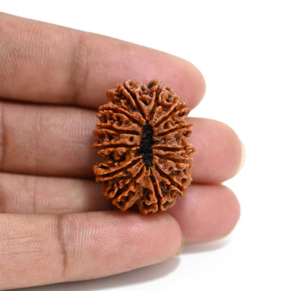 13 Mukhi Rudraksha (Nepal) 29.07 M.M.