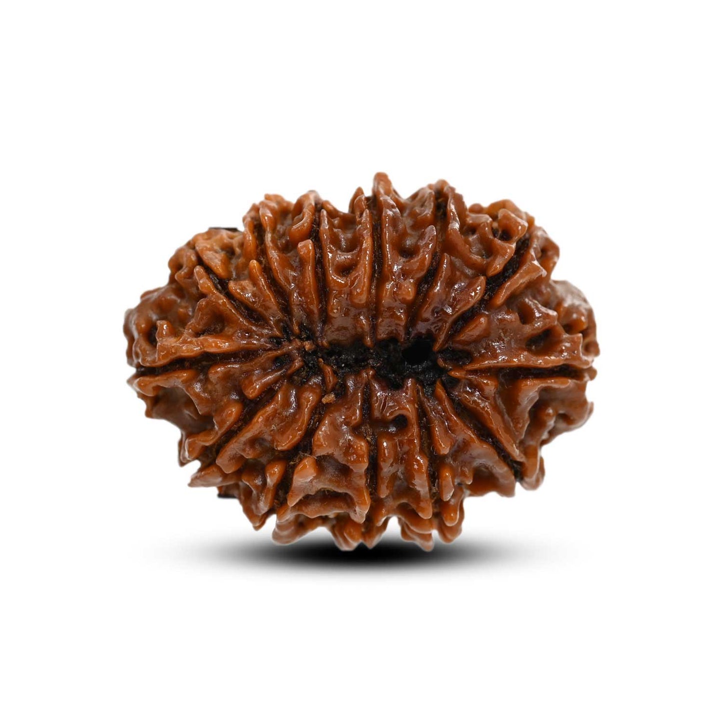 13 Mukhi Rudraksha (Nepal) 30.12 M.M.