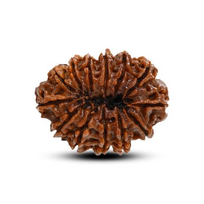 13 Mukhi Rudraksha (Nepal) 30.12 M.M.