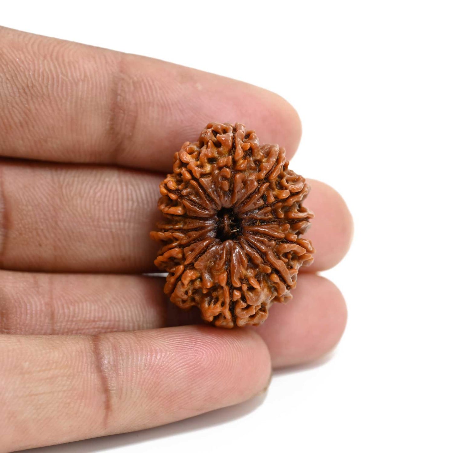 13 Mukhi Rudraksha (Nepal) 30.12 M.M.