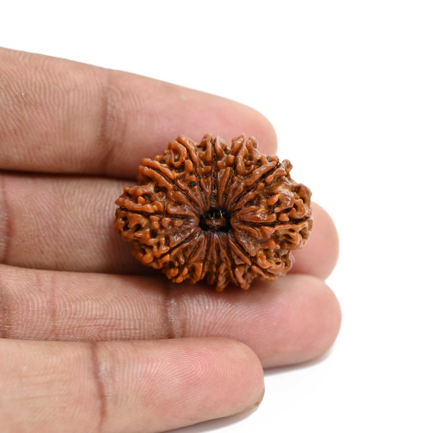 13 Mukhi Rudraksha (Nepal) 30.12 M.M.