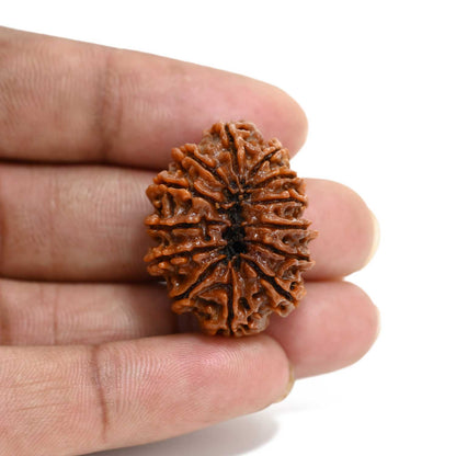 13 Mukhi Rudraksha (Nepal) 30.12 M.M.