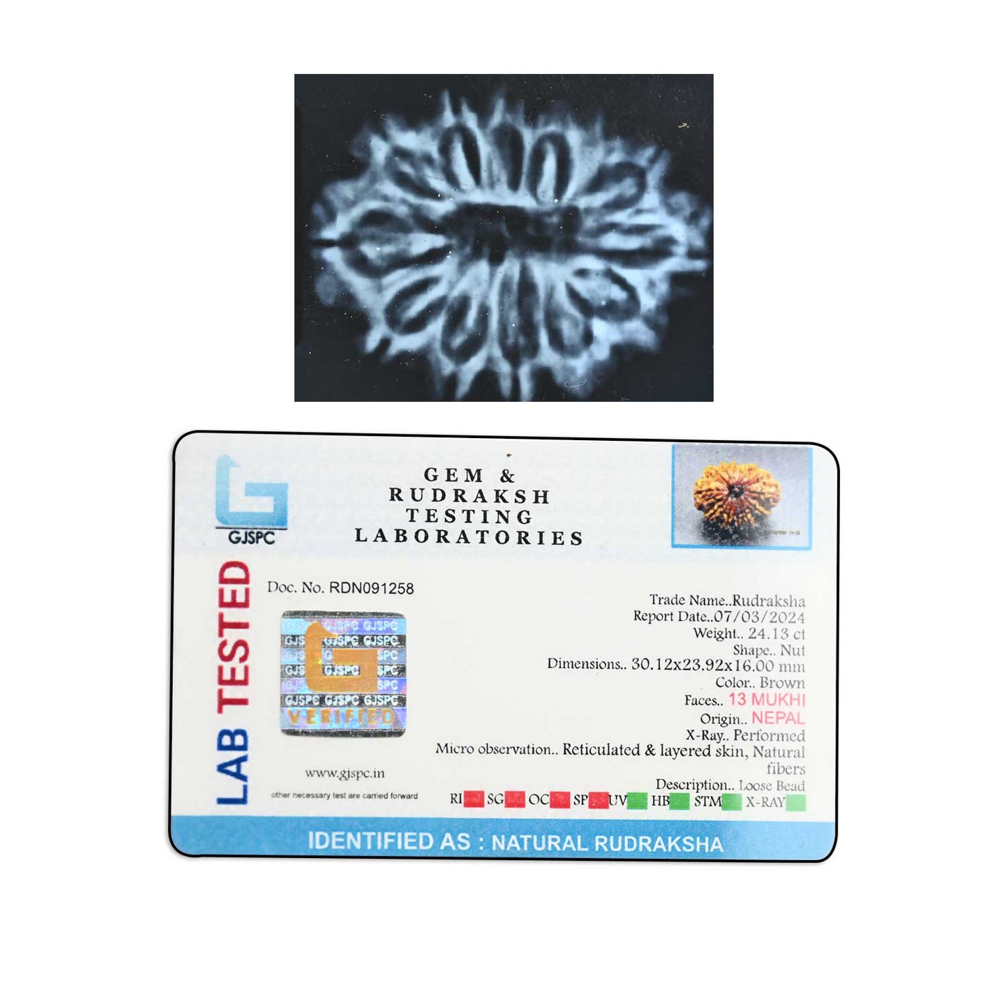 13 Mukhi Rudraksha (Nepal) 30.12 M.M.