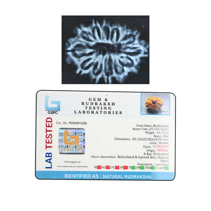 13 Mukhi Rudraksha (Nepal) 30.12 M.M.
