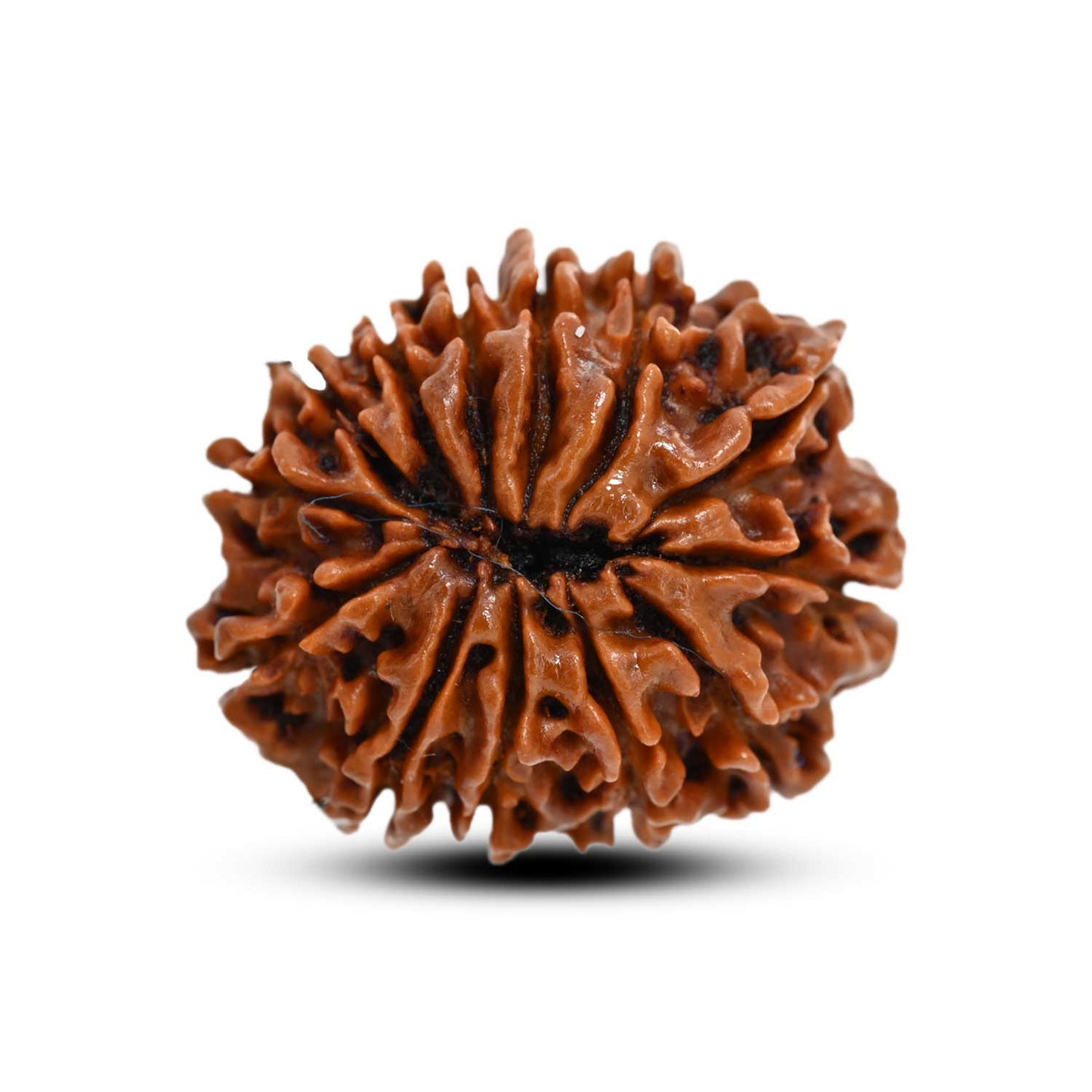 13 Mukhi Rudraksha (Nepal) 27.33 M.M.