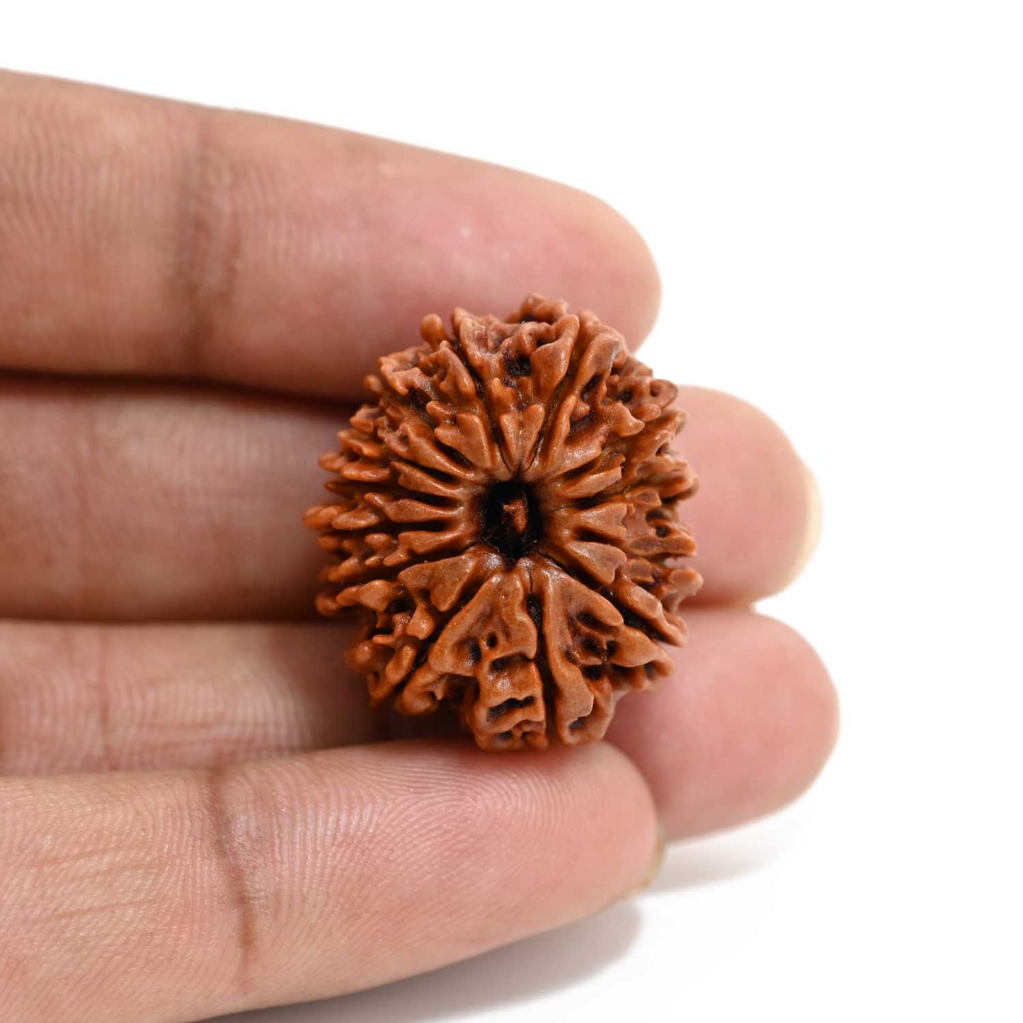 13 Mukhi Rudraksha (Nepal) 27.33 M.M.