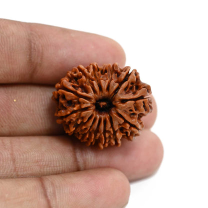 13 Mukhi Rudraksha (Nepal) 27.33 M.M.