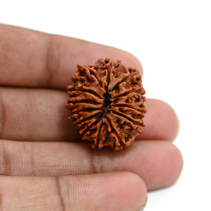 13 Mukhi Rudraksha (Nepal) 27.33 M.M.