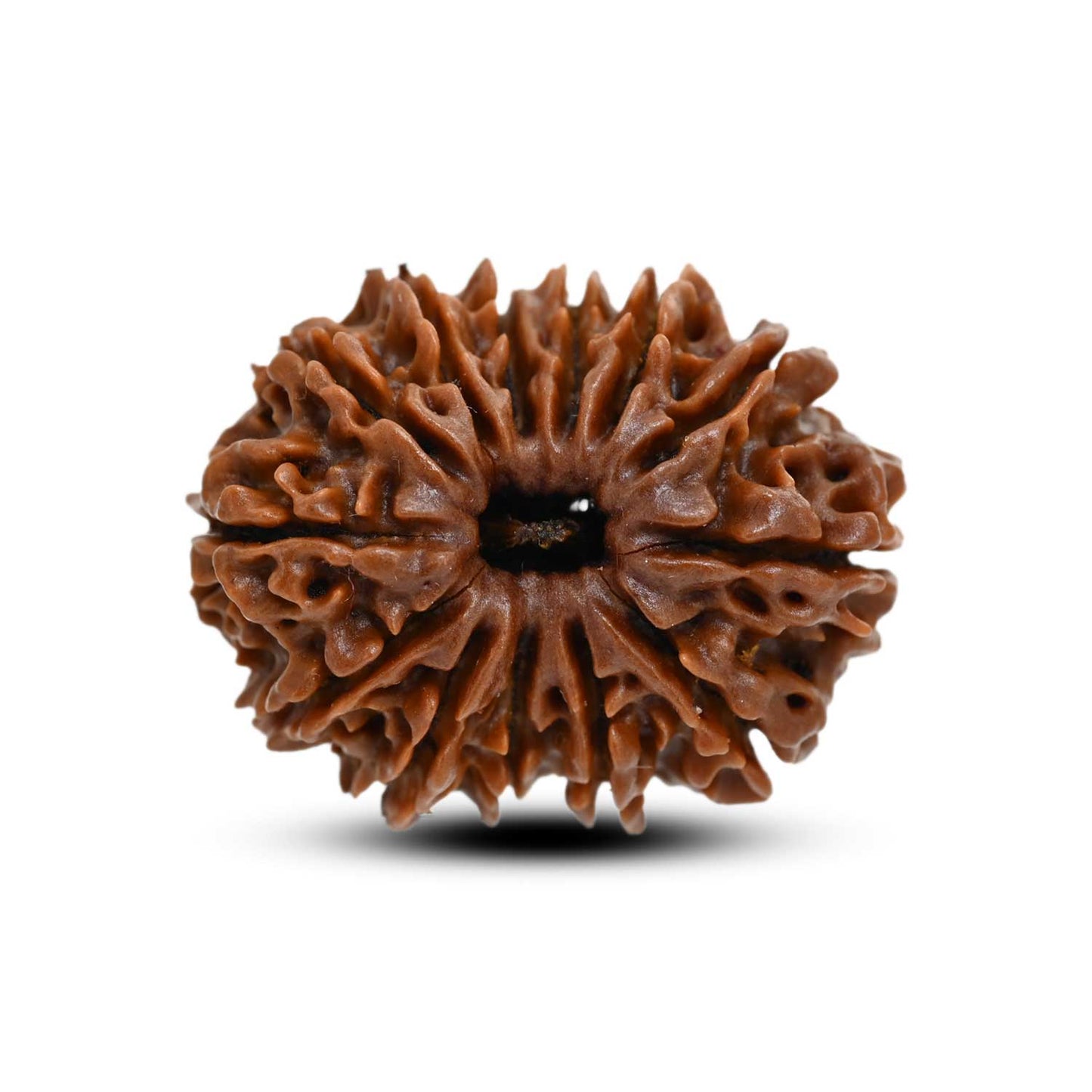 13 Mukhi Rudraksha (Nepal) 25.8 M.M.