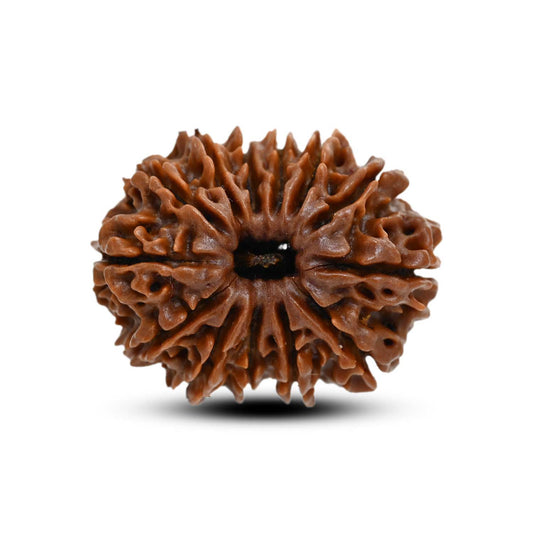 13 Mukhi Rudraksha (Nepal) 25.8 M.M.