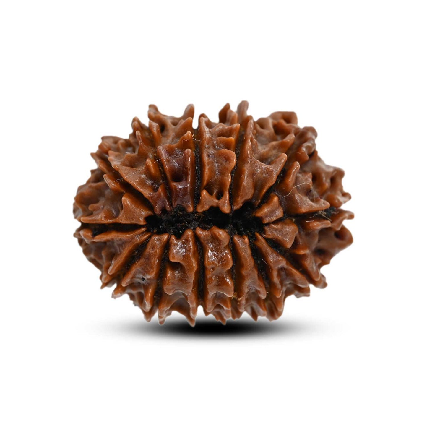 13 Mukhi Rudraksha (Nepal) 25.8 M.M.
