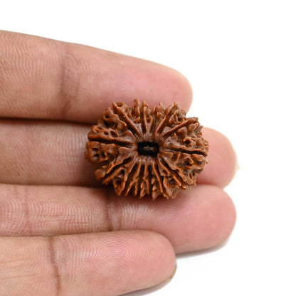 13 Mukhi Rudraksha (Nepal) 25.8 M.M.