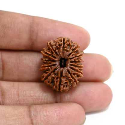 13 Mukhi Rudraksha (Nepal) 25.8 M.M.