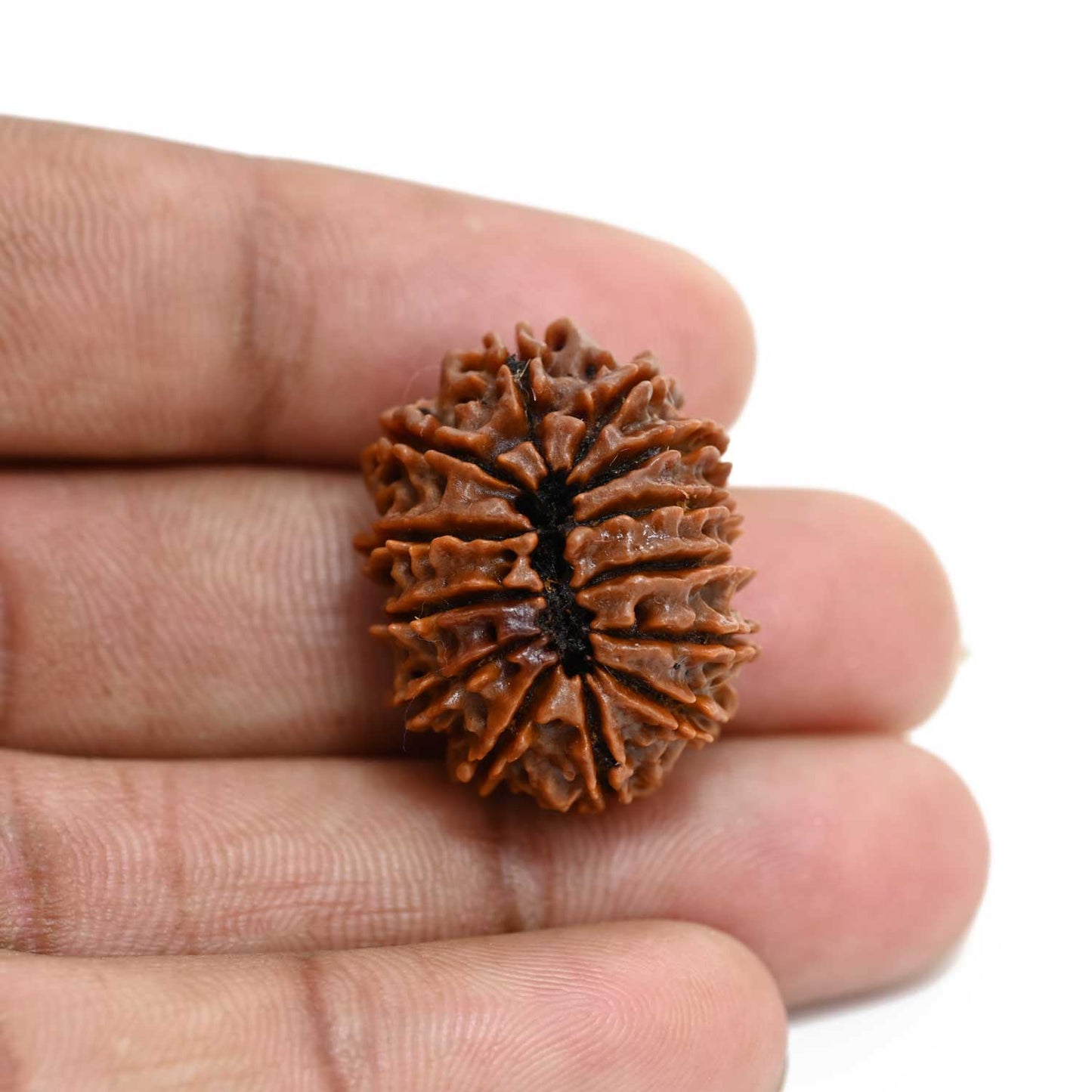 13 Mukhi Rudraksha (Nepal) 25.8 M.M.