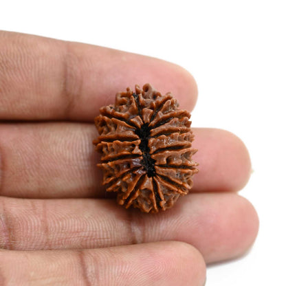 13 Mukhi Rudraksha (Nepal) 25.8 M.M.