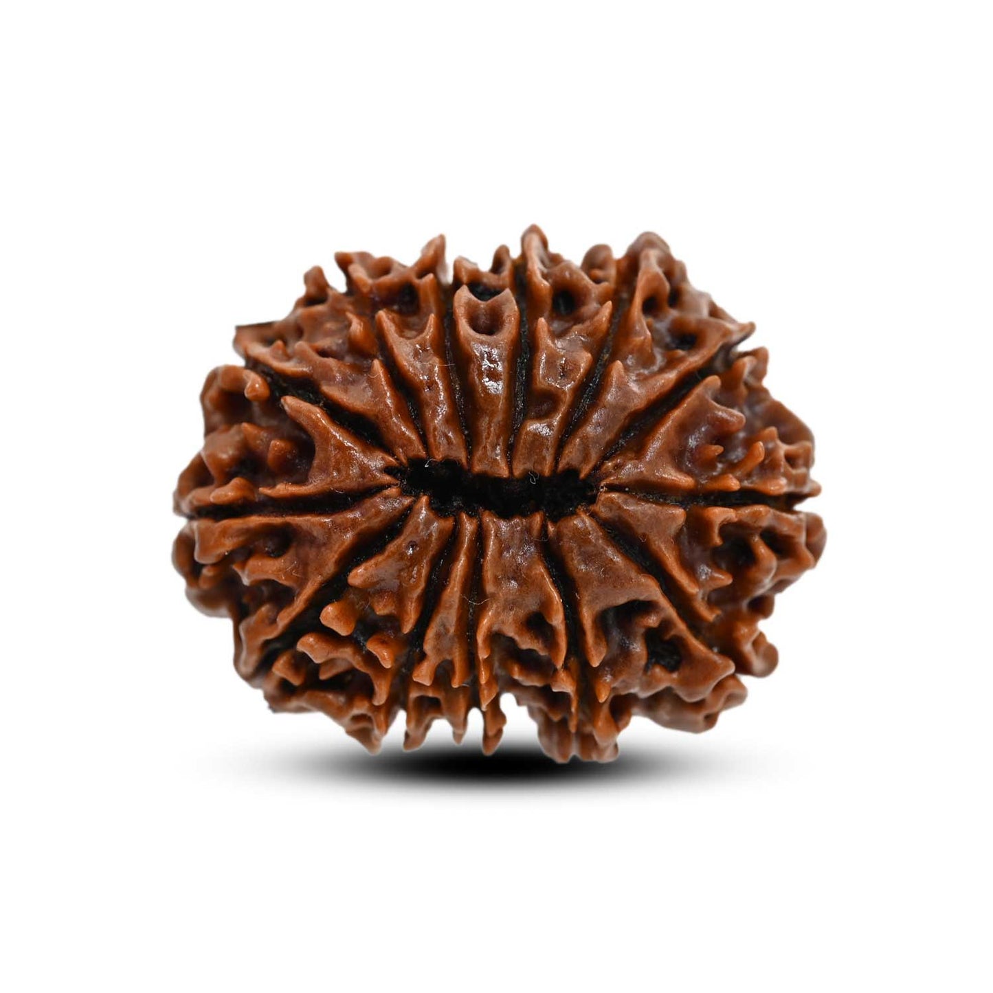 13 Mukhi Rudraksha (Nepal) 27.88 M.M.