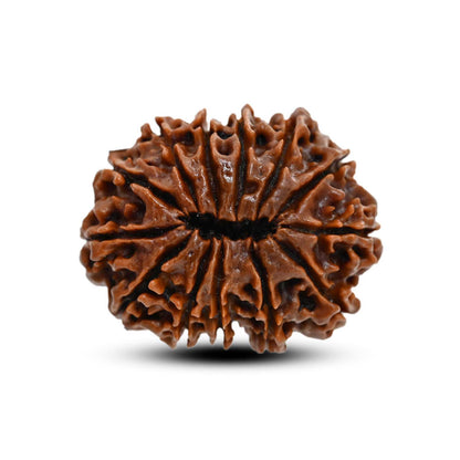 13 Mukhi Rudraksha (Nepal) 27.88 M.M.
