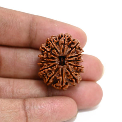 13 Mukhi Rudraksha (Nepal) 27.88 M.M.