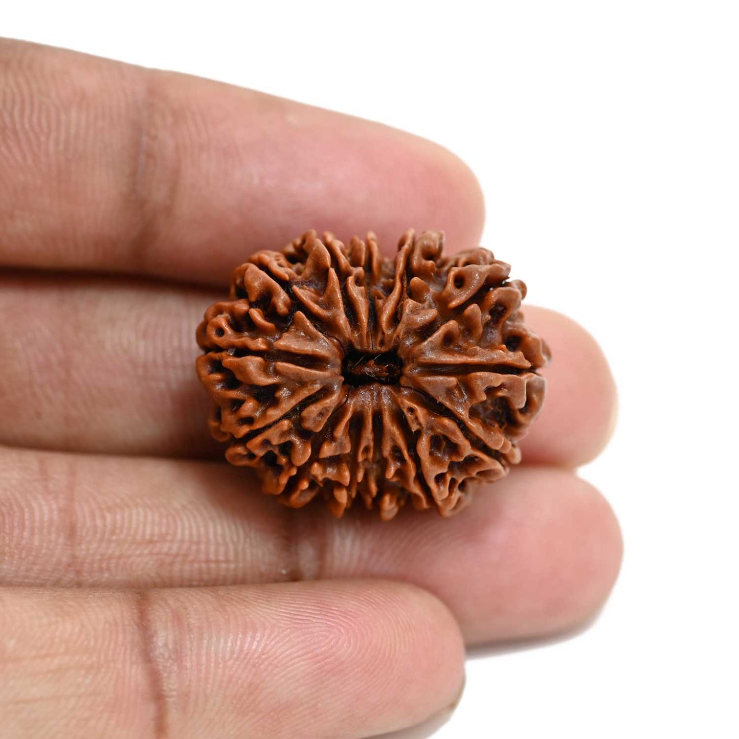 13 Mukhi Rudraksha (Nepal) 27.88 M.M.
