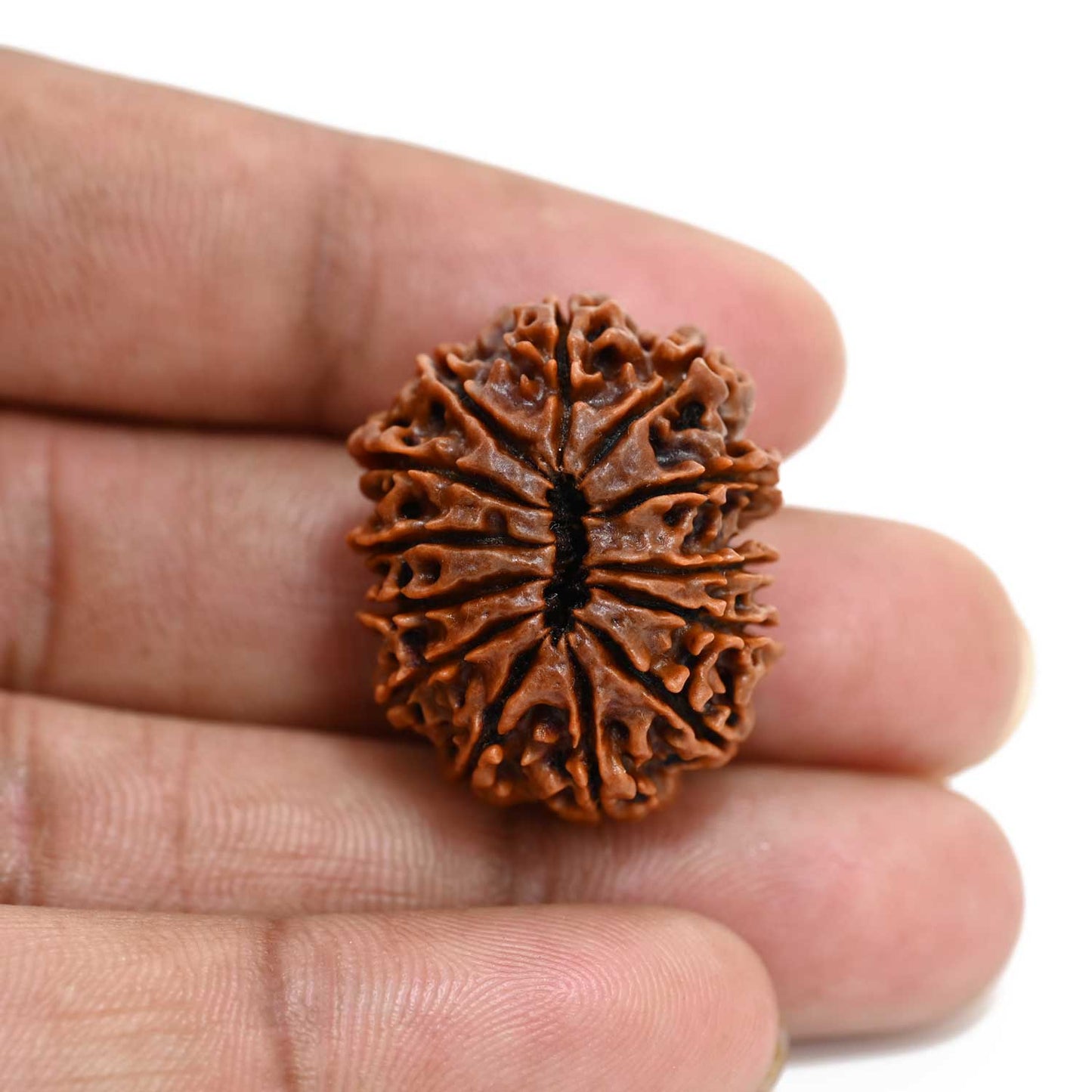 13 Mukhi Rudraksha (Nepal) 27.88 M.M.