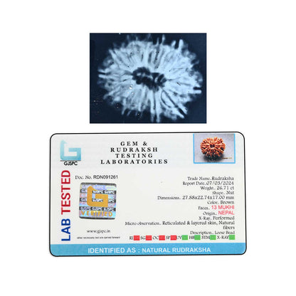 13 Mukhi Rudraksha (Nepal) 27.88 M.M.
