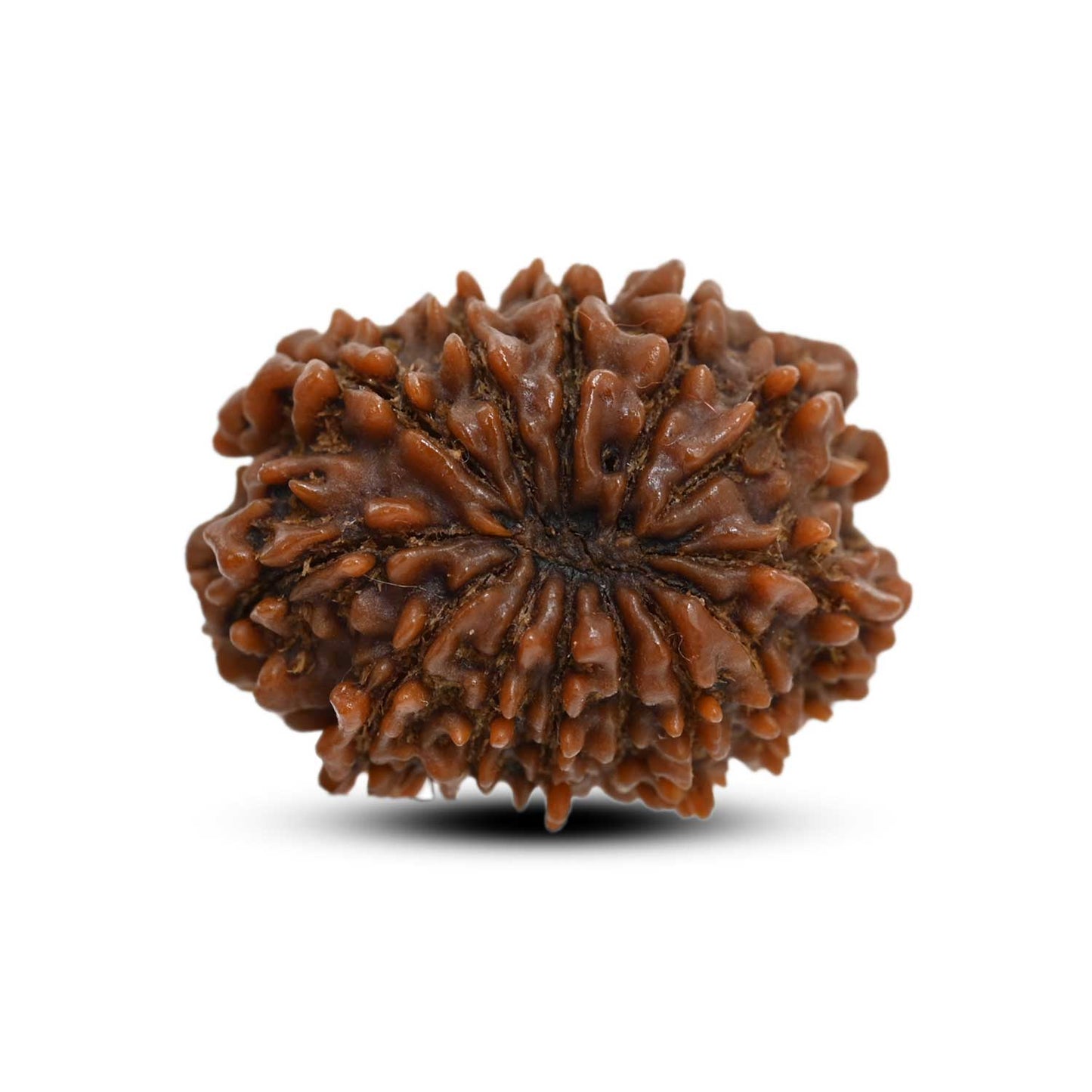 13 Mukhi Rudraksha (Nepal) 23.29 M.M.