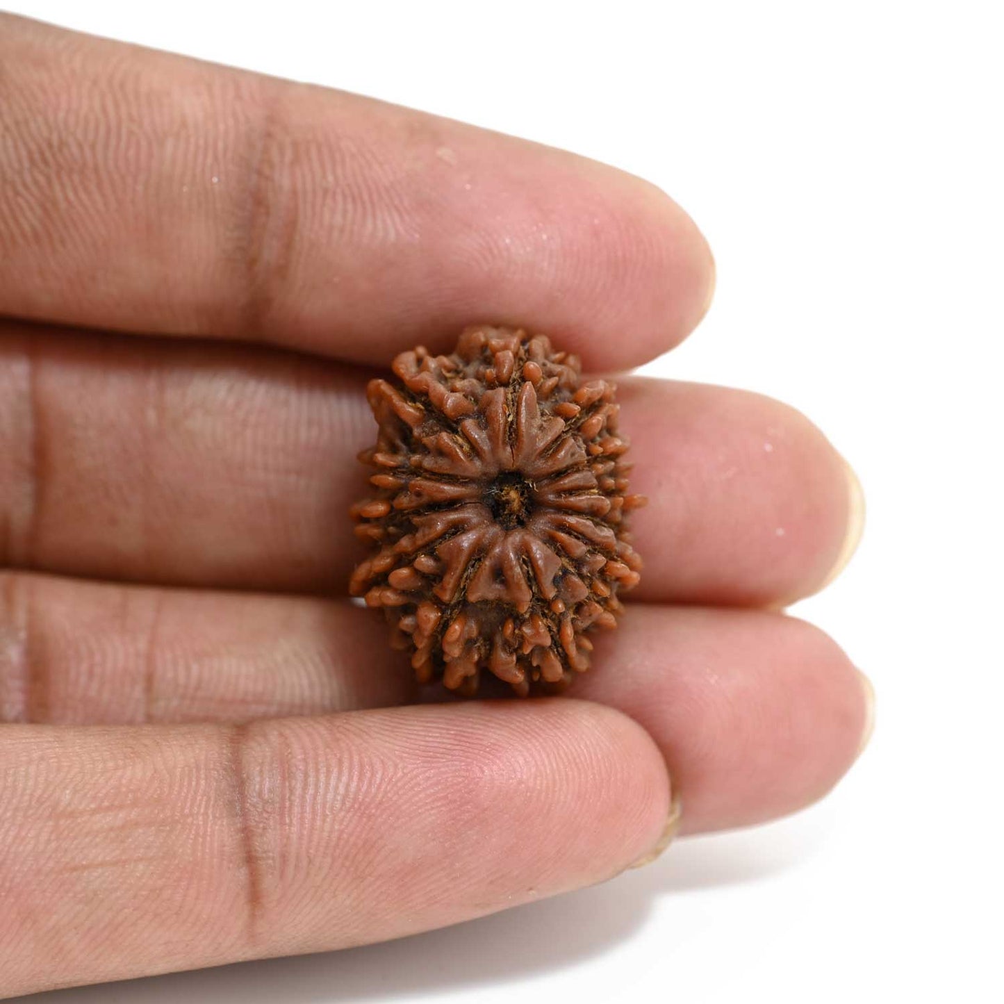 13 Mukhi Rudraksha (Nepal) 23.29 M.M.
