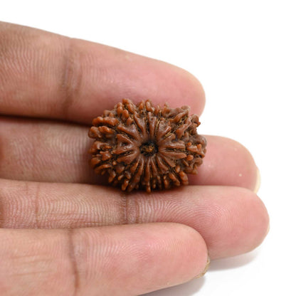 13 Mukhi Rudraksha (Nepal) 23.29 M.M.