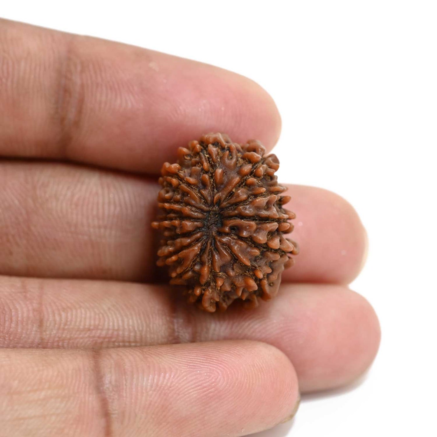 13 Mukhi Rudraksha (Nepal) 23.29 M.M.